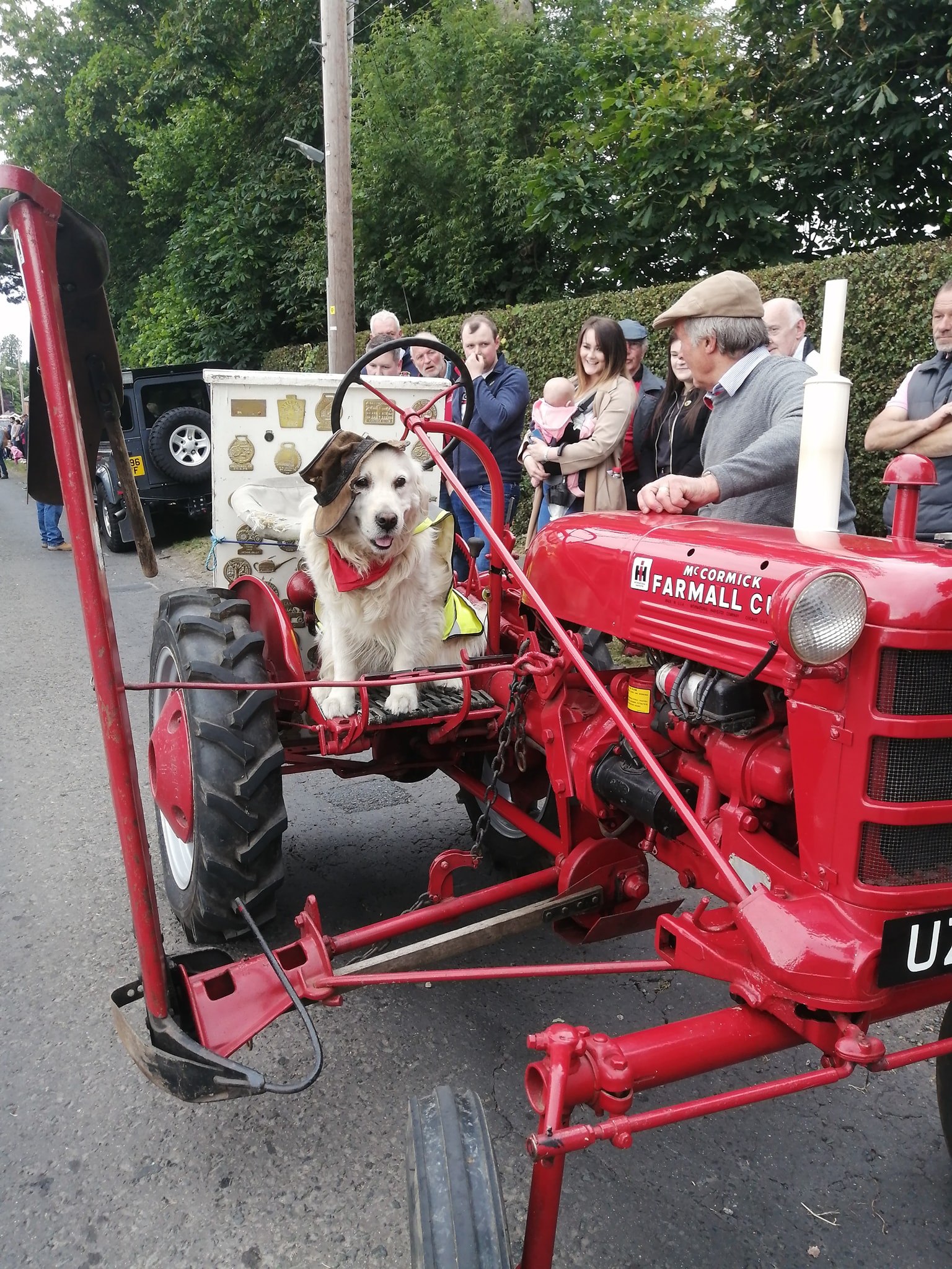 Dog in a tractor